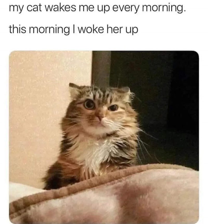 my cat wakes me up every morning. this morning I woke her up