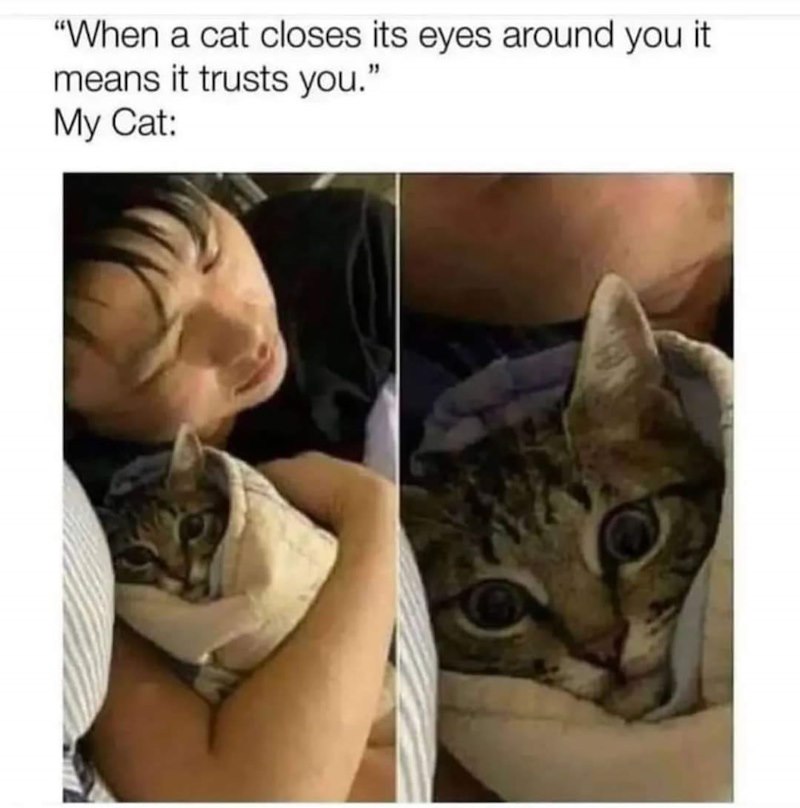 "When a cat closes its eyes around you it means it trusts you." My Cat: