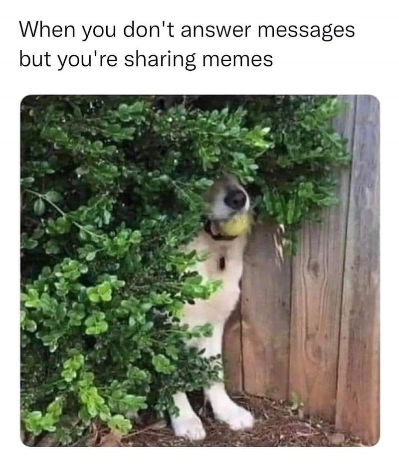 When you don't answer messages but you're sharing memes.