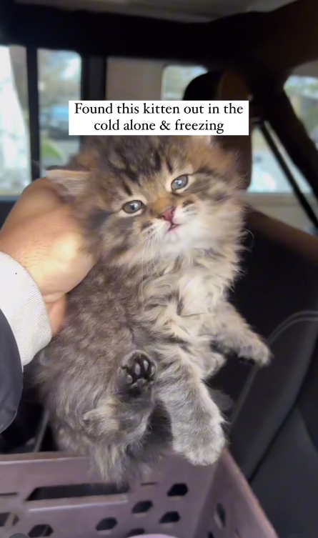 Found this kitten out in the cold alone & freezing