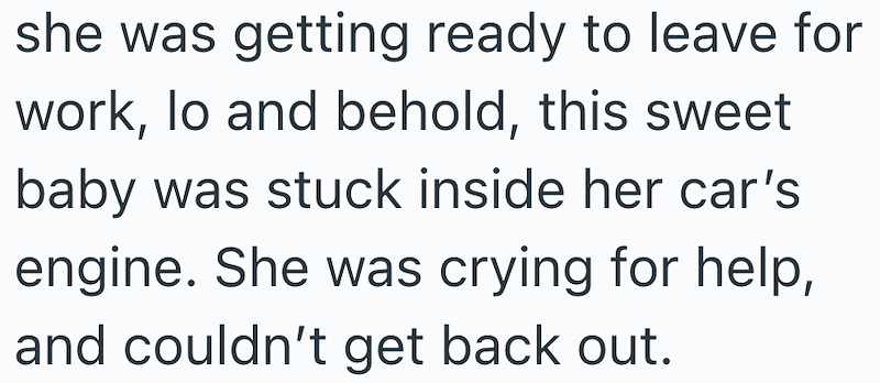 she was getting ready to leave for work, lo and behold, this sweet baby was stuck inside her car's engine. She was crying for help, and couldn't get back out.