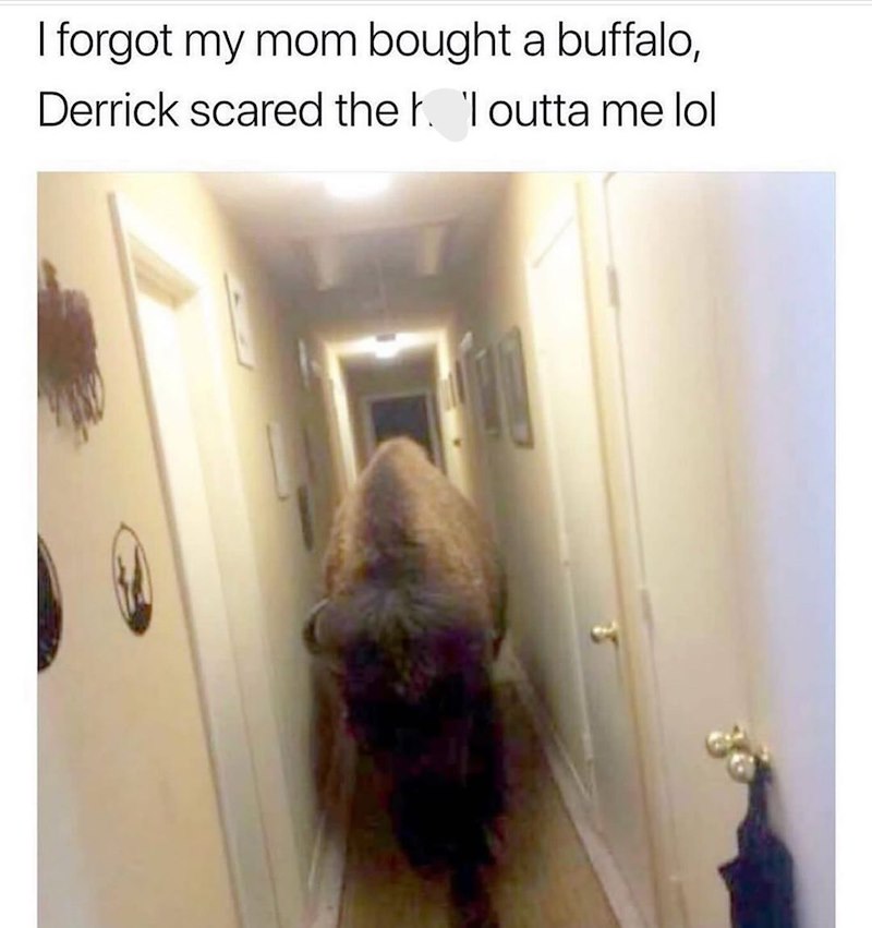 I forgot my mom bought a buffalo, Derrick scared the h. 'I outta me lol