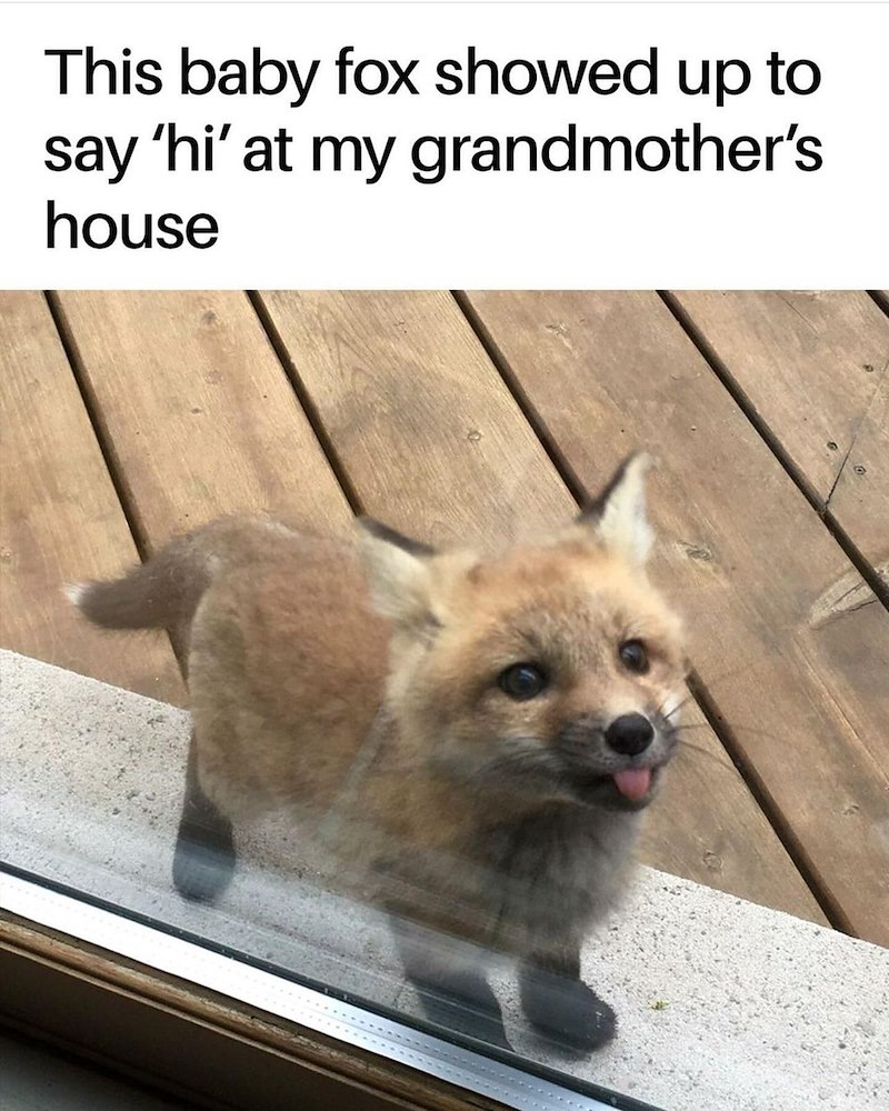 This baby fox showed up to say 'hi' at my grandmother's house