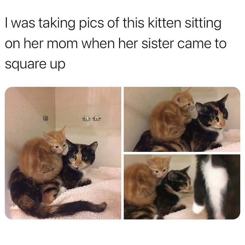 I was taking pics of this kitten sitting on her mom when her sister came to square up