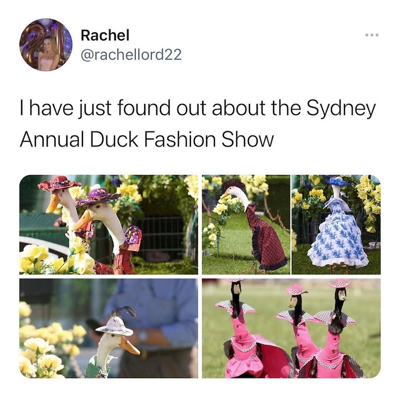 Rachel @rachellord22 I have just found out about the Sydney Annual Duck Fashion Show