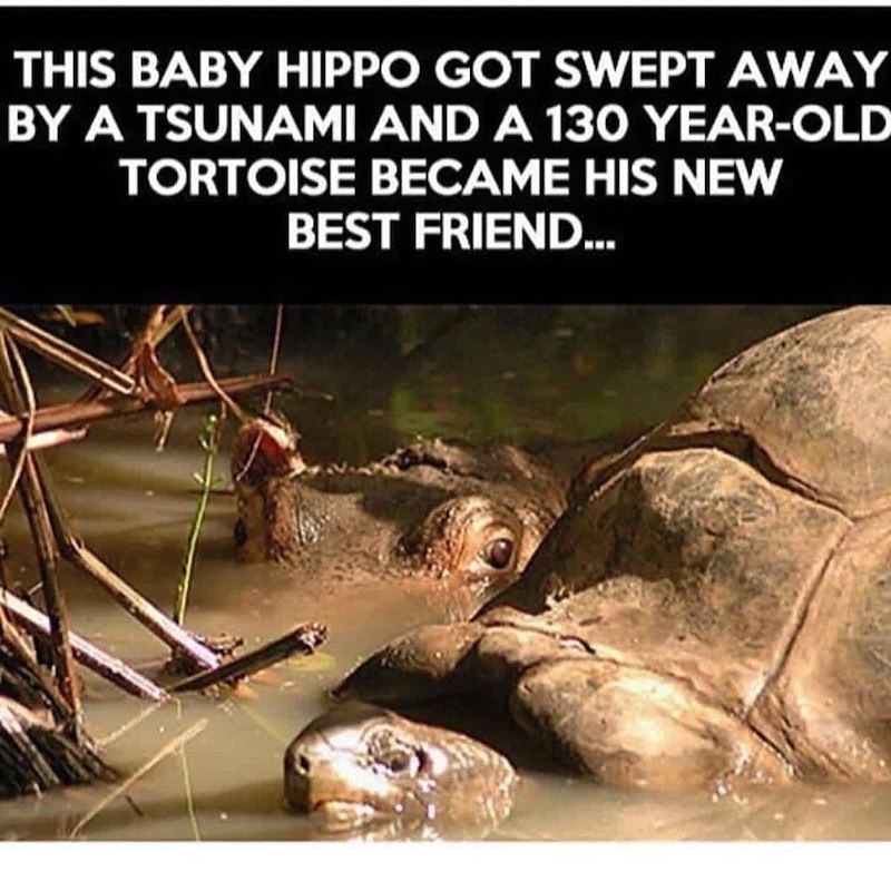 THIS BABY HIPPO GOT SWEPT AWAY BY A TSUNAMI AND A 130 YEAR-OLD TORTOISE BECAME HIS NEW BEST FRIEND...