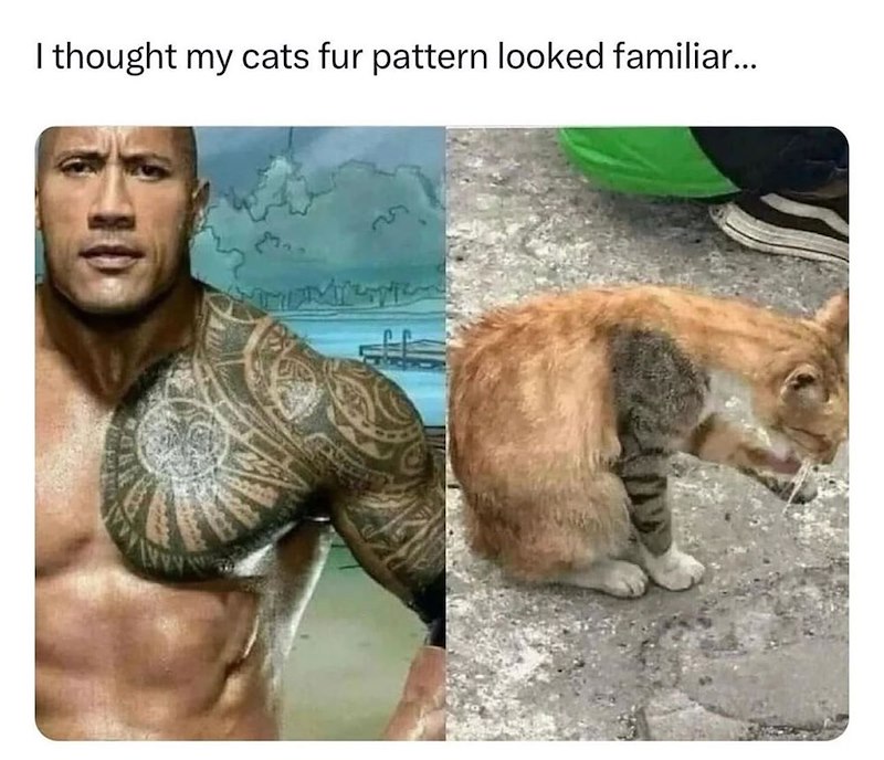 I thought my cats fur pattern looked familiar...