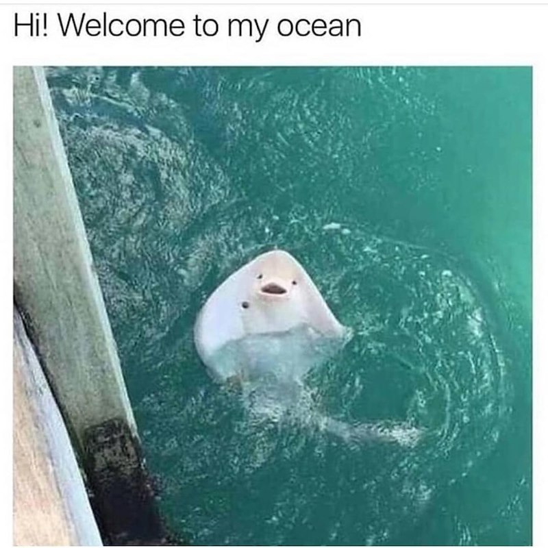 Hi! Welcome to my ocean