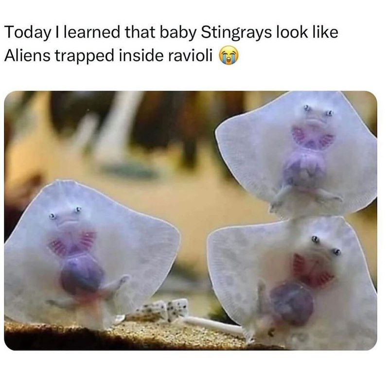Today I learned that baby Stingrays look like Aliens trapped inside ravioli