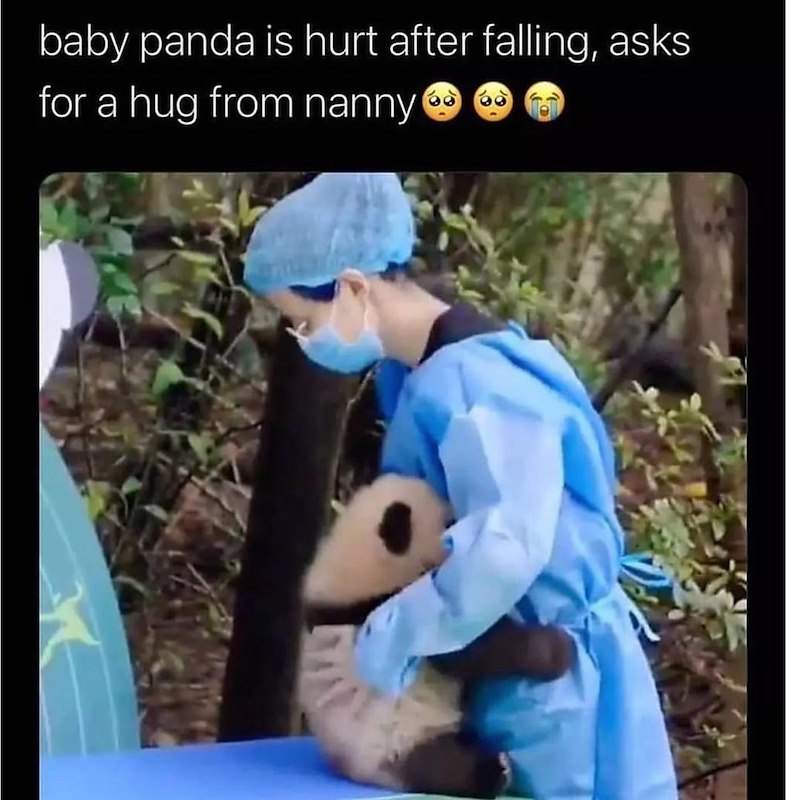 baby panda is hurt after falling, asks for a hug from nanny