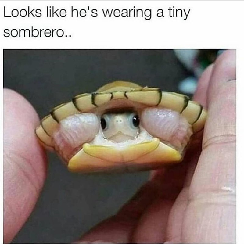 Looks like he's wearing a tiny sombrero..