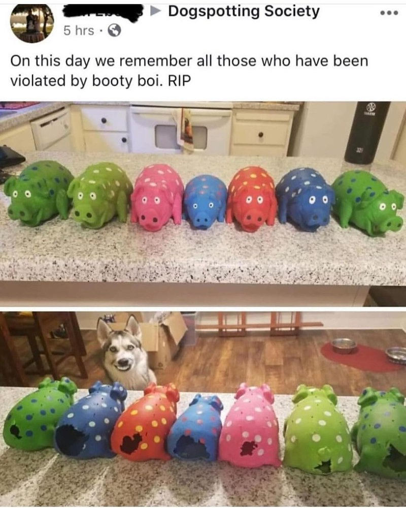 ► Dogspotting Society 5 hrs → On this day we remember all those who have been violated by booty boi. RIP $3000