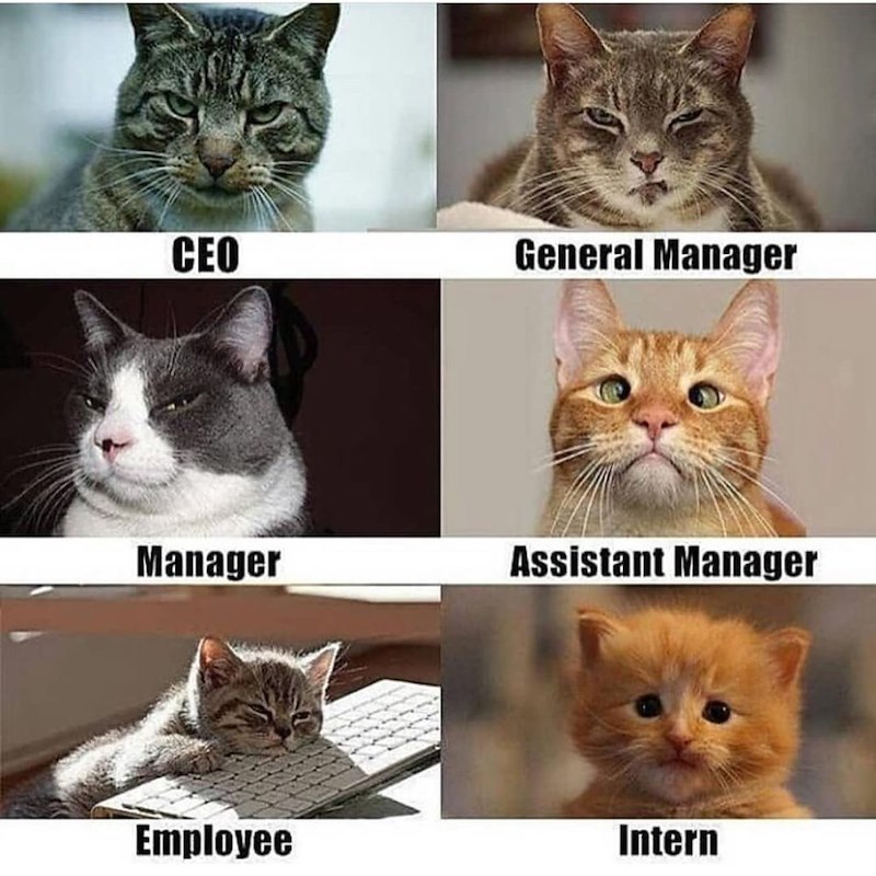 CEO General Manager Manager Assistant Manager Employee Intern