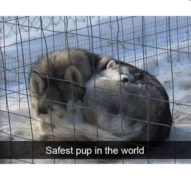Safest pup in the world