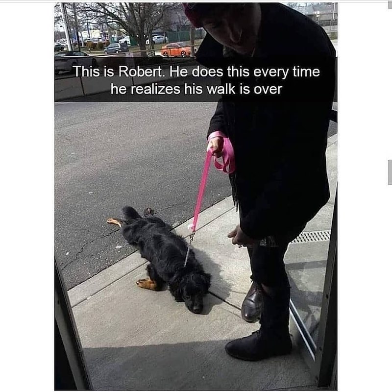 This is Robert. He does this every time he realizes his walk is over