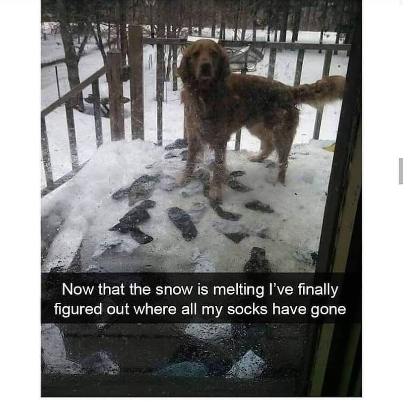 Now that the snow is melting I've finally figured out where all my socks have gone