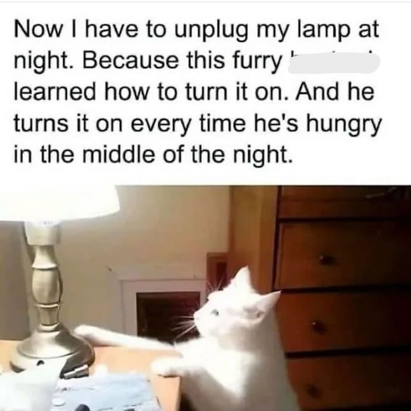 Now I have to unplug my lamp at night. Because this furry" learned how to turn it on. And he turns it on every time he's hungry in the middle of the night.