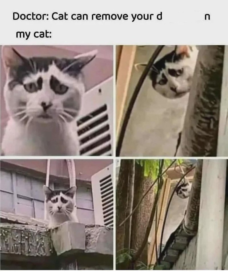 Doctor: Cat can remove your d my cat: n