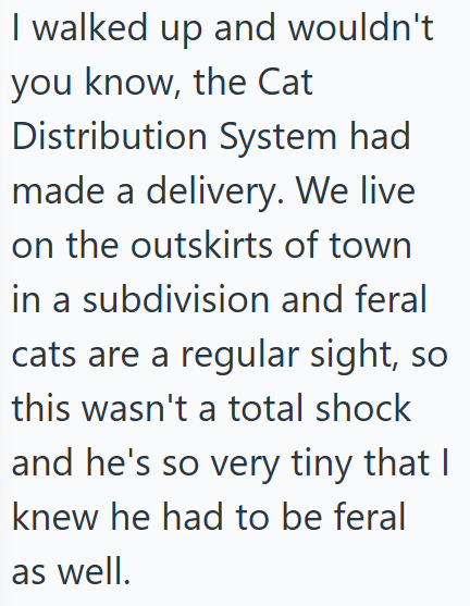 I walked up and wouldn't you know, the Cat Distribution System had made a delivery. We live on the outskirts of town in a subdivision and feral cats are a regular sight, so this wasn't a total shock and he's so very tiny that I knew he had to be feral as well.