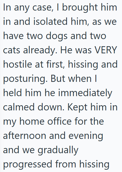In any case, I brought him in and isolated him, as we have two dogs and two cats already. He was VERY hostile at first, hissing and posturing. But when I held him he immediately calmed down. Kept him in my home office for the afternoon and evening and we gradually progressed from hissing