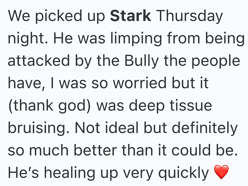 We picked up Stark Thursday night. He was limping from being attacked by the Bully the people have, I was so worried but it (thank god) was deep tissue bruising. Not ideal but definitely so much better than it could be. He's healing up very quickly