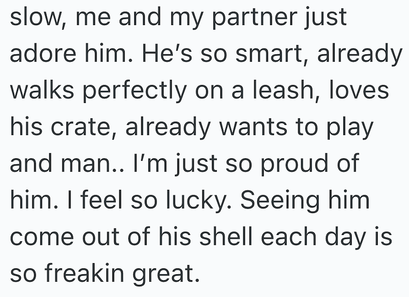 slow, me and my partner just adore him. He's so smart, already walks perfectly on a leash, loves his crate, already wants to play and man.. I'm just so proud of him. I feel so lucky. Seeing him come out of his shell each day is so freakin great.