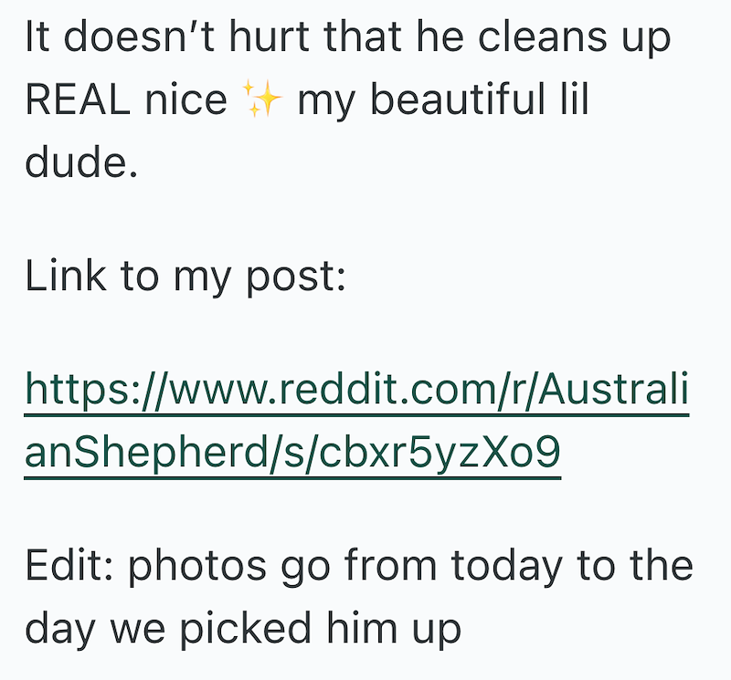 It doesn't hurt that he cleans up REAL nice dude. my beautiful lil Link to my post: https://www.reddit.com/r/Australi anShepherd/s/cbxr5yzxo9 Edit: photos go from today to the day we picked him up