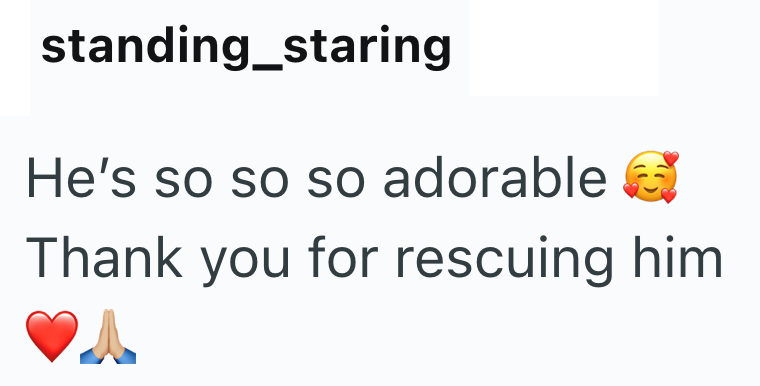 standing_staring He's so so so adorable Thank you for rescuing him