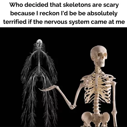 Who decided that skeletons are scary because I reckon I'd be be absolutely terrified if the nervous system came at me
