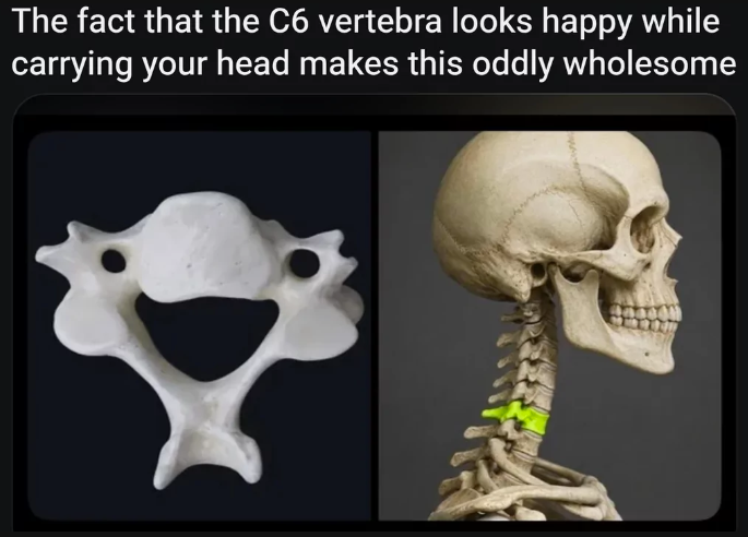 The fact that the C6 vertebra looks happy while carrying your head makes this oddly wholesome