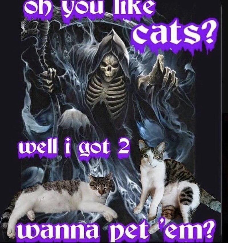 oh you like cats? well i got 2 wanna pet 'em?