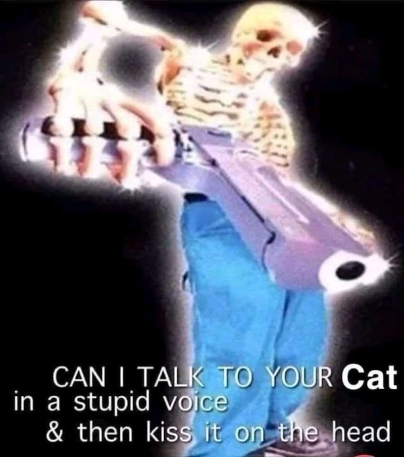 CAN I TALK TO YOUR Cat in a stupid voice & then kiss it on the head