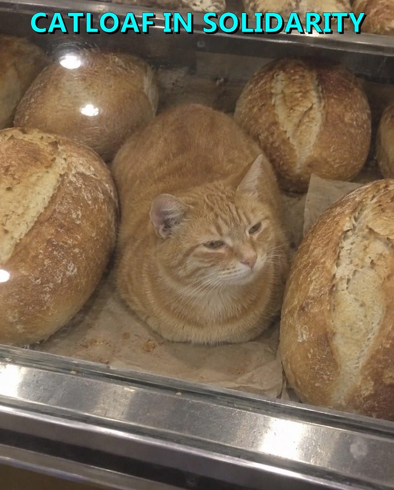CATLOAF IN SOLIDARITY