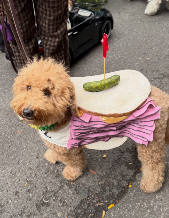 Cheezburger Image 10671896576