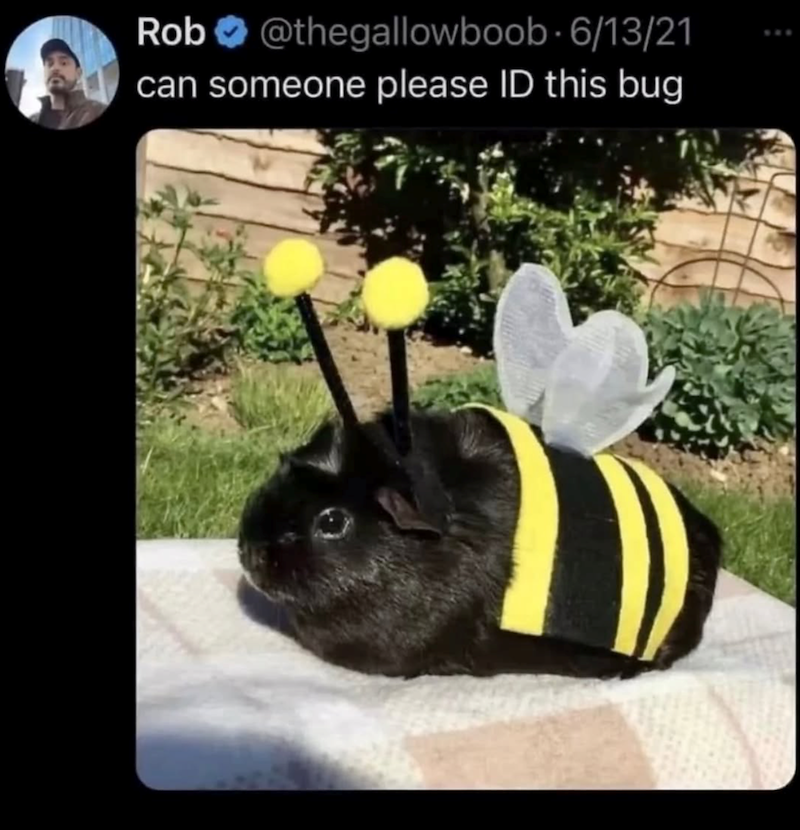 Rob@thegallowboob 6/13/21 can someone please ID this bug