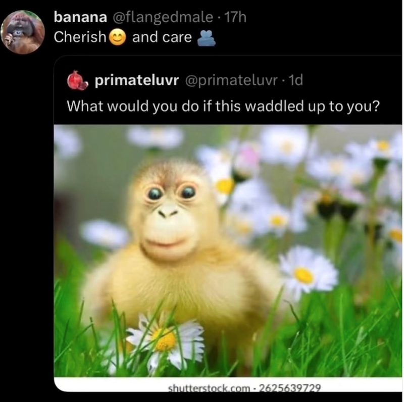 banana @flangedmale - 17h Cherish and care primateluvr @primateluvr -1d What would you do if this waddled up to you? shutterstock.com - 2625639729