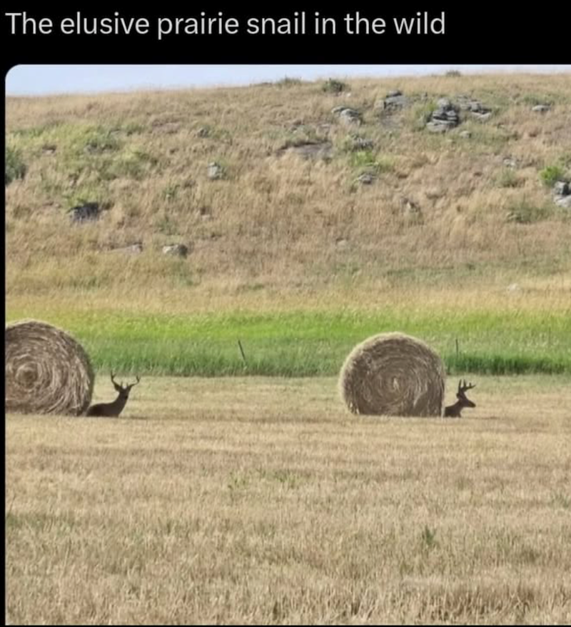 The elusive prairie snail in the wild