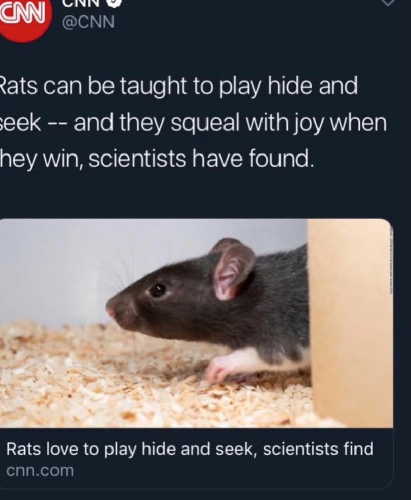 CAN @CNN Rats can be taught to play hide and seek -- and they squeal with joy when hey win, scientists have found. Rats love to play hide and seek, scientists find cnn.com