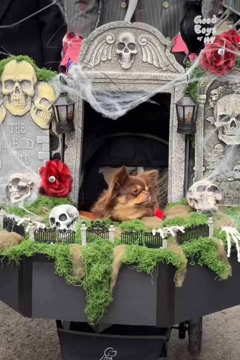 THE DED WILL Good Boys of NY