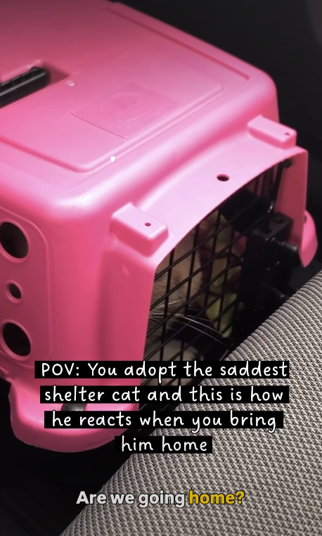 POV: You adopt the saddest shelter cat and this is how he reacts when you bring him home Are we going home?