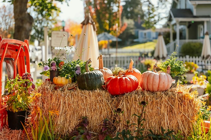 Pumpkins sit on a hay bale in the autumnal back yard