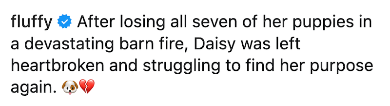 fluffy After losing all seven of her puppies in a devastating barn fire, Daisy was left heartbroken and struggling to find her purpose again. ❤