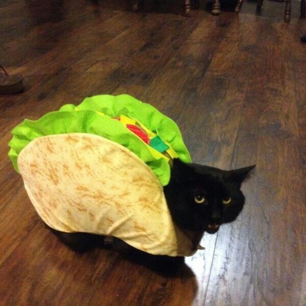 Cheezburger Image 10672001792