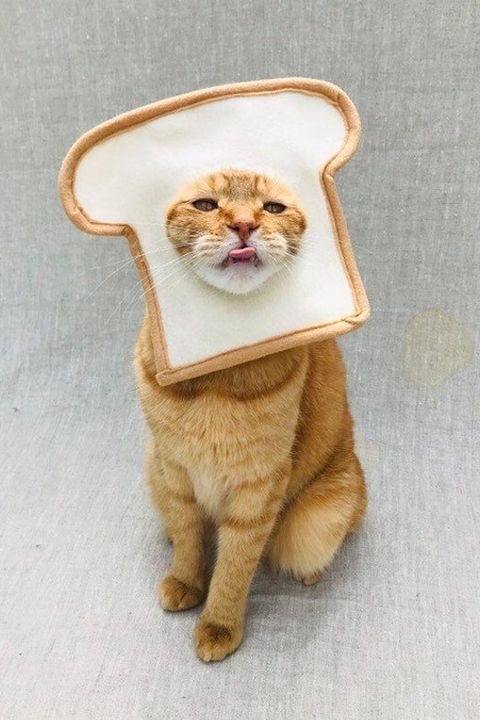 Cheezburger Image 10672003840