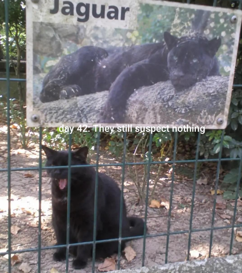 Jaguar day 42. They still suspect nothing