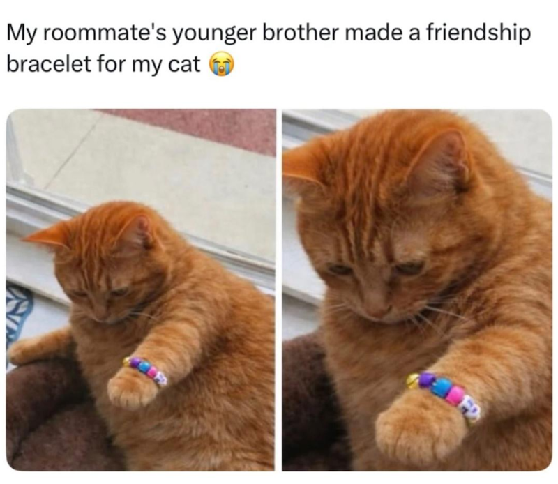 My roommate's younger brother made a friendship bracelet for my cat FD