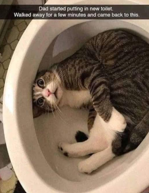 Dad started putting in new toilet. Walked away for a few minutes and came back to this.