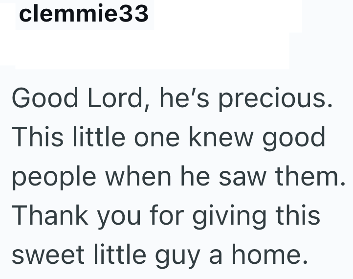 clemmie33 Good Lord, he's precious. This little one knew good people when he saw them. Thank you for giving this sweet little guy a home.