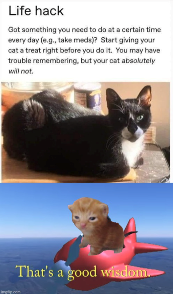 Life hack Got something you need to do at a certain time every day (e.g., take meds)? Start giving your cat a treat right before you do it. You may have trouble remembering, but your cat absolutely will not. That's a good wisdom. imgflip.com