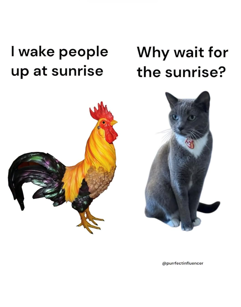 I wake people up at sunrise Why wait for the sunrise? @purrfectinfluencer